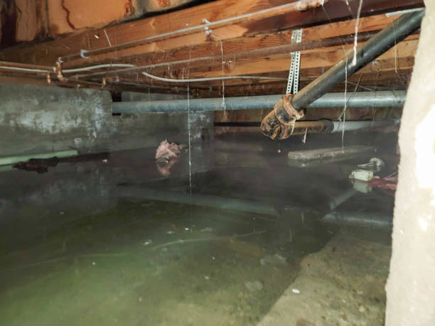 Best Professional water damage repair  in Glenn Heights, TX